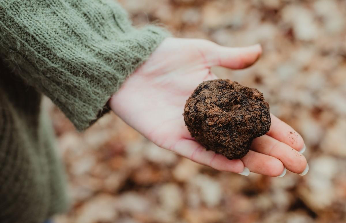 Truffle in hands