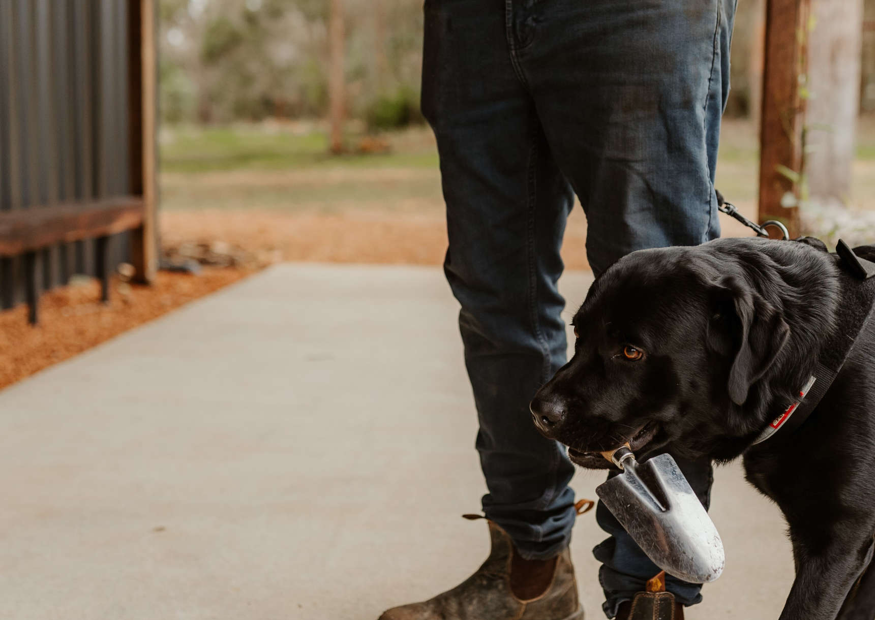 Margaret River Truffle Hunt Dog