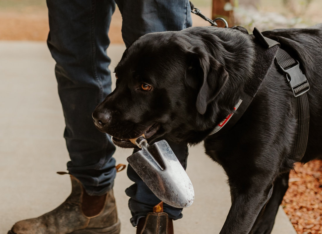 Margaret River Truffle Hunt Dog